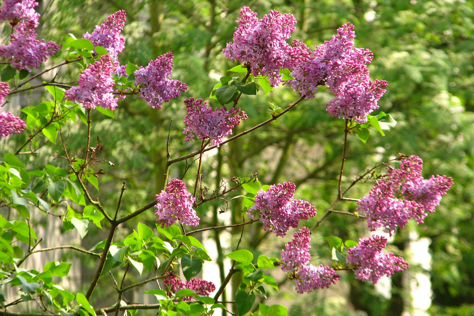 130506springflowers48.jpg