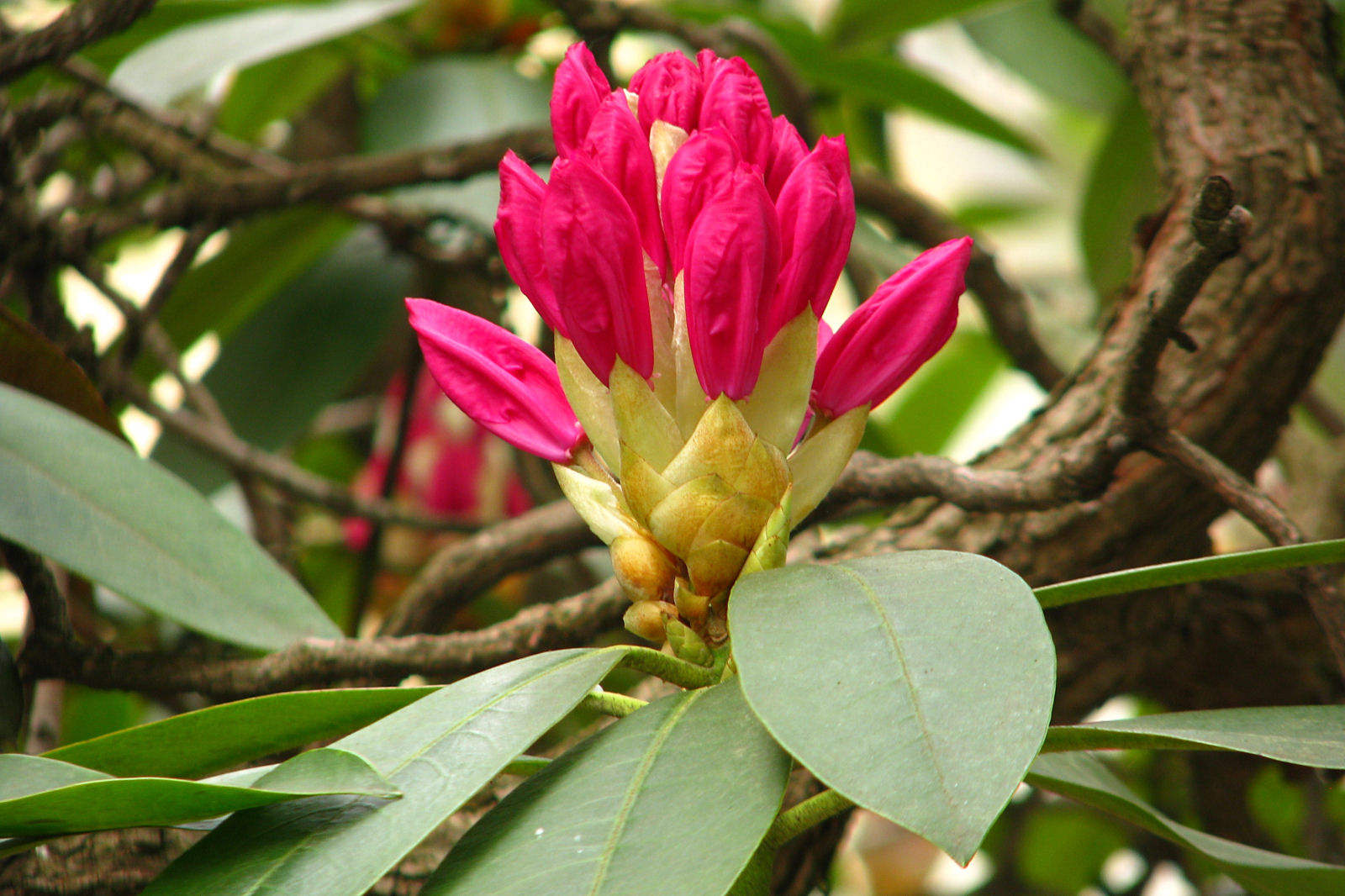 130508springflowers50.jpg