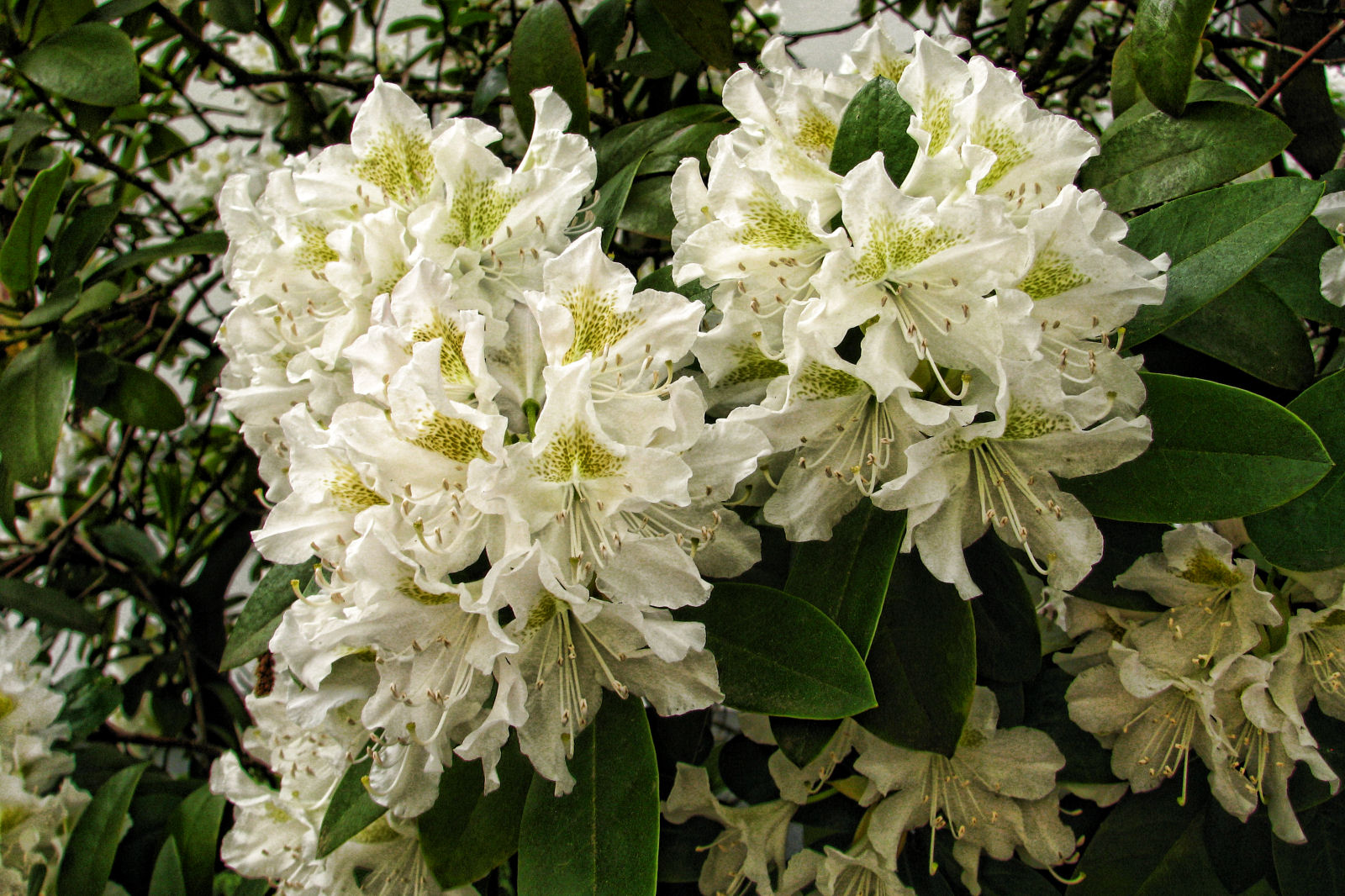 130508springflowers52.jpg