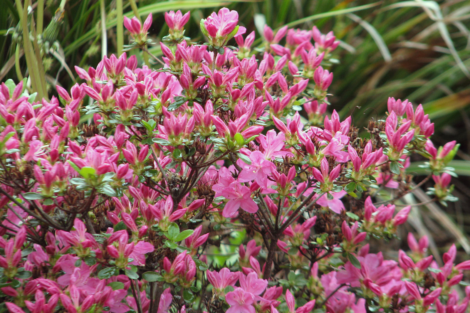 130513springflowers55.jpg