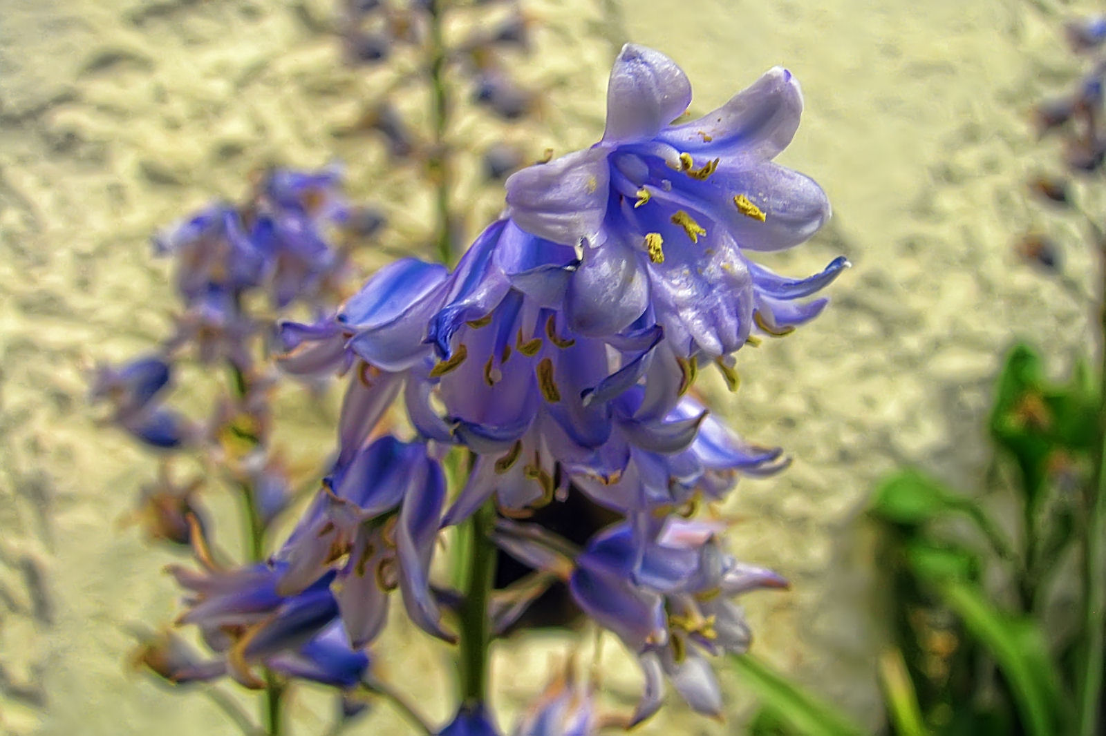 130514springflowers60.jpg