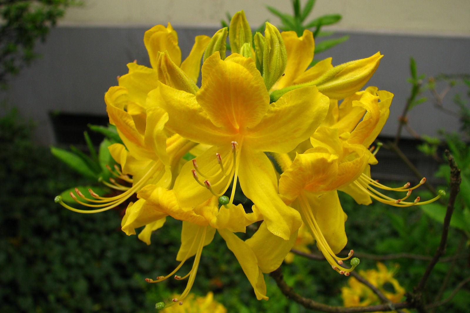130514springflowers63.jpg