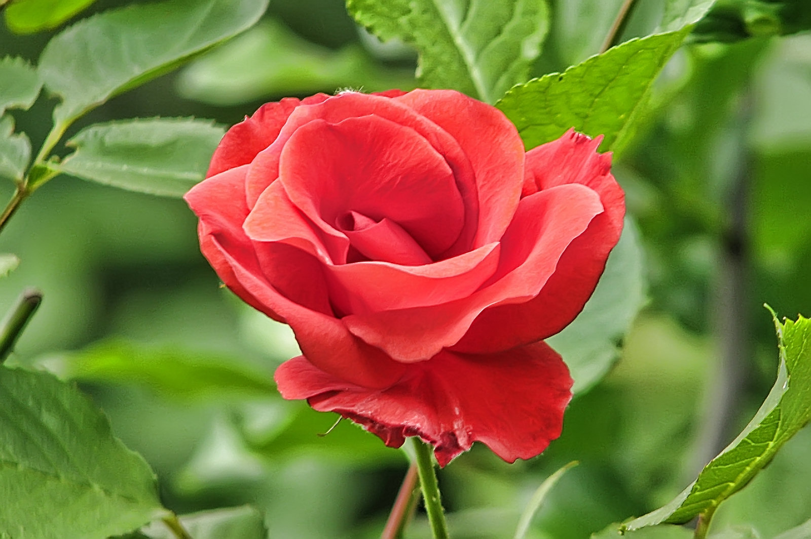 130604springflowers73.jpg