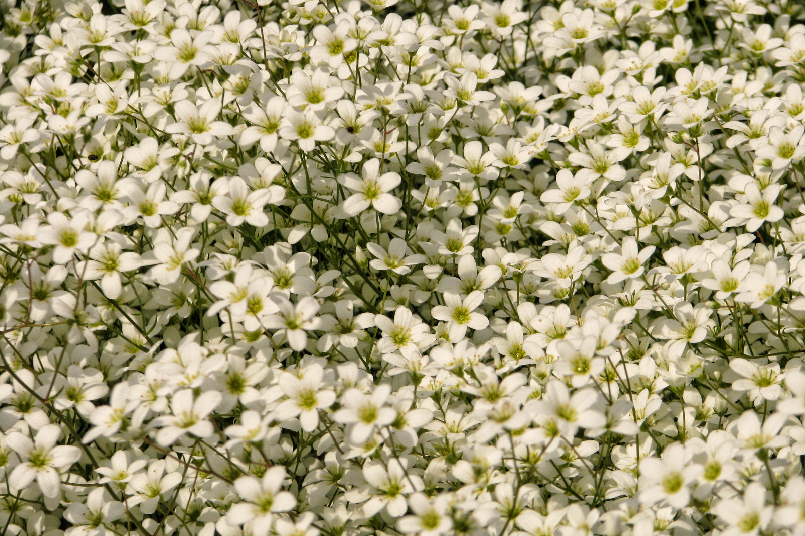 130604springflowers74.jpg