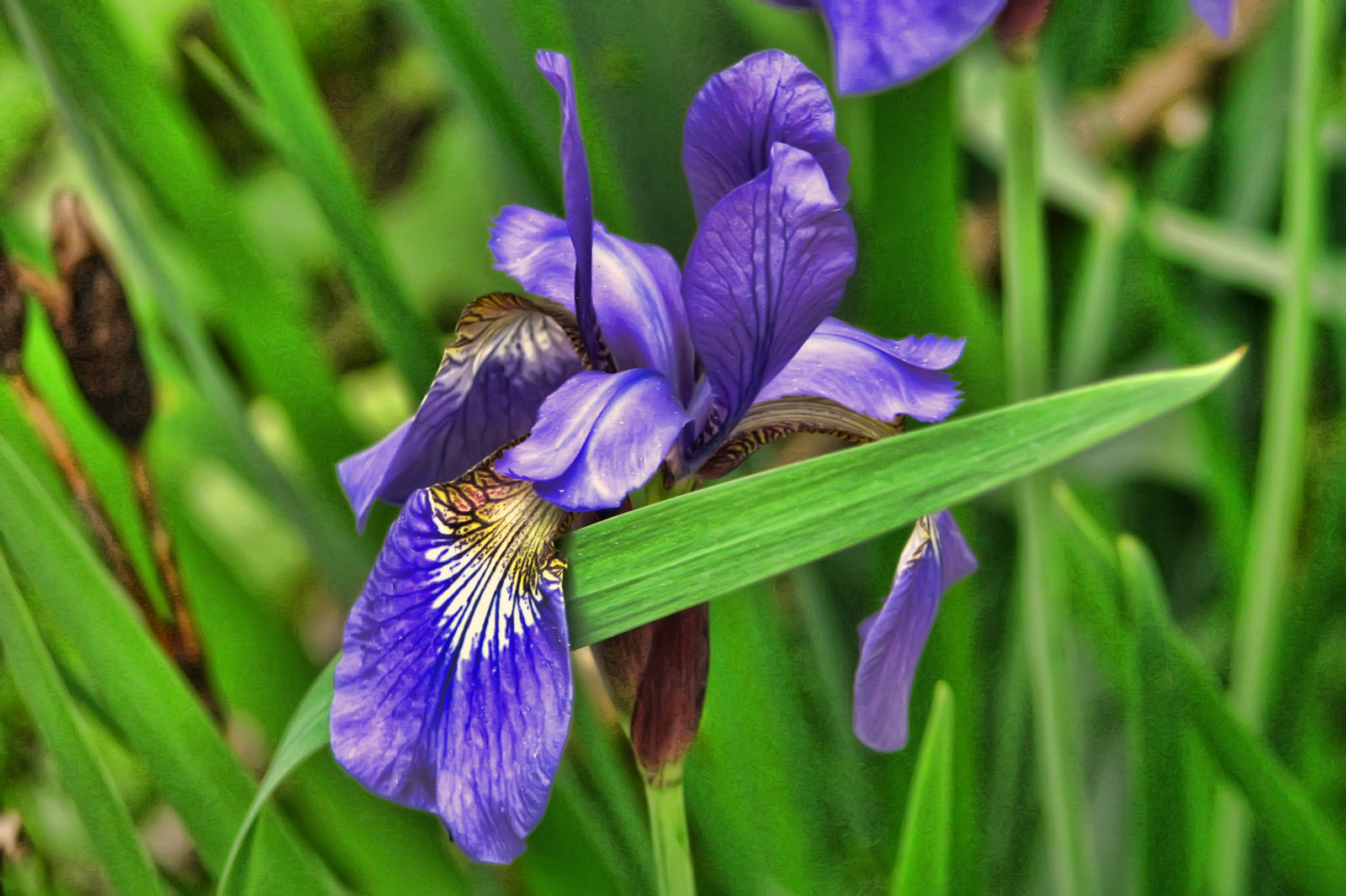 130610springflowers82.jpg