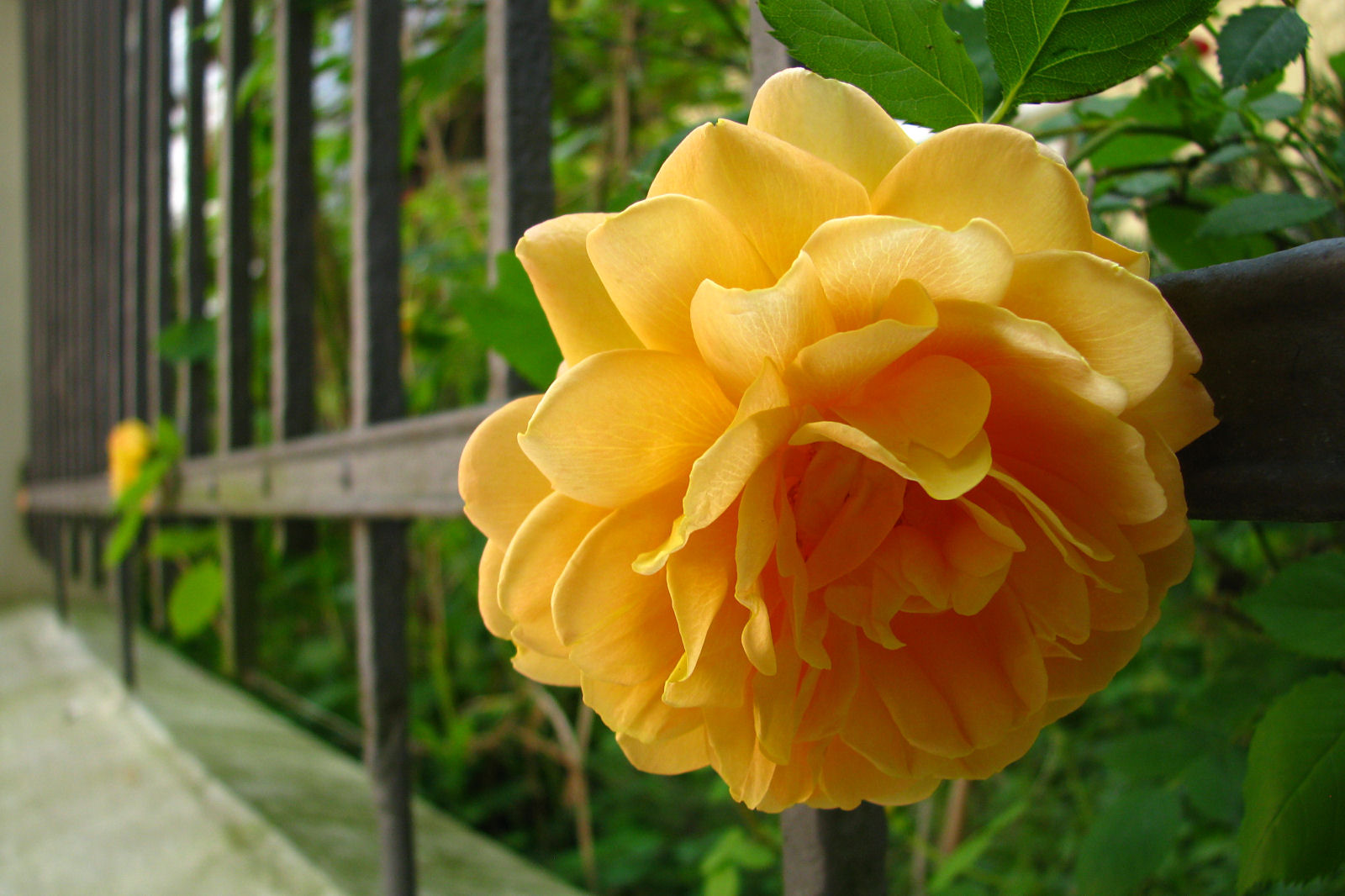 130610springflowers84.jpg