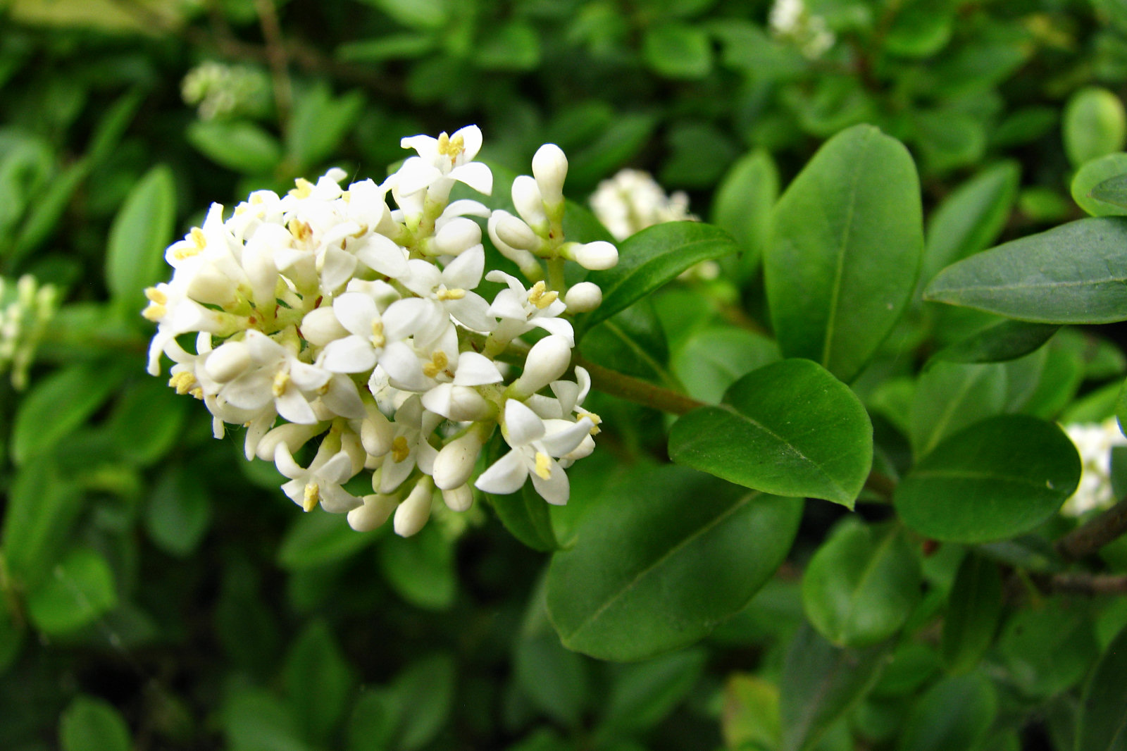 130621springflowers89.jpg