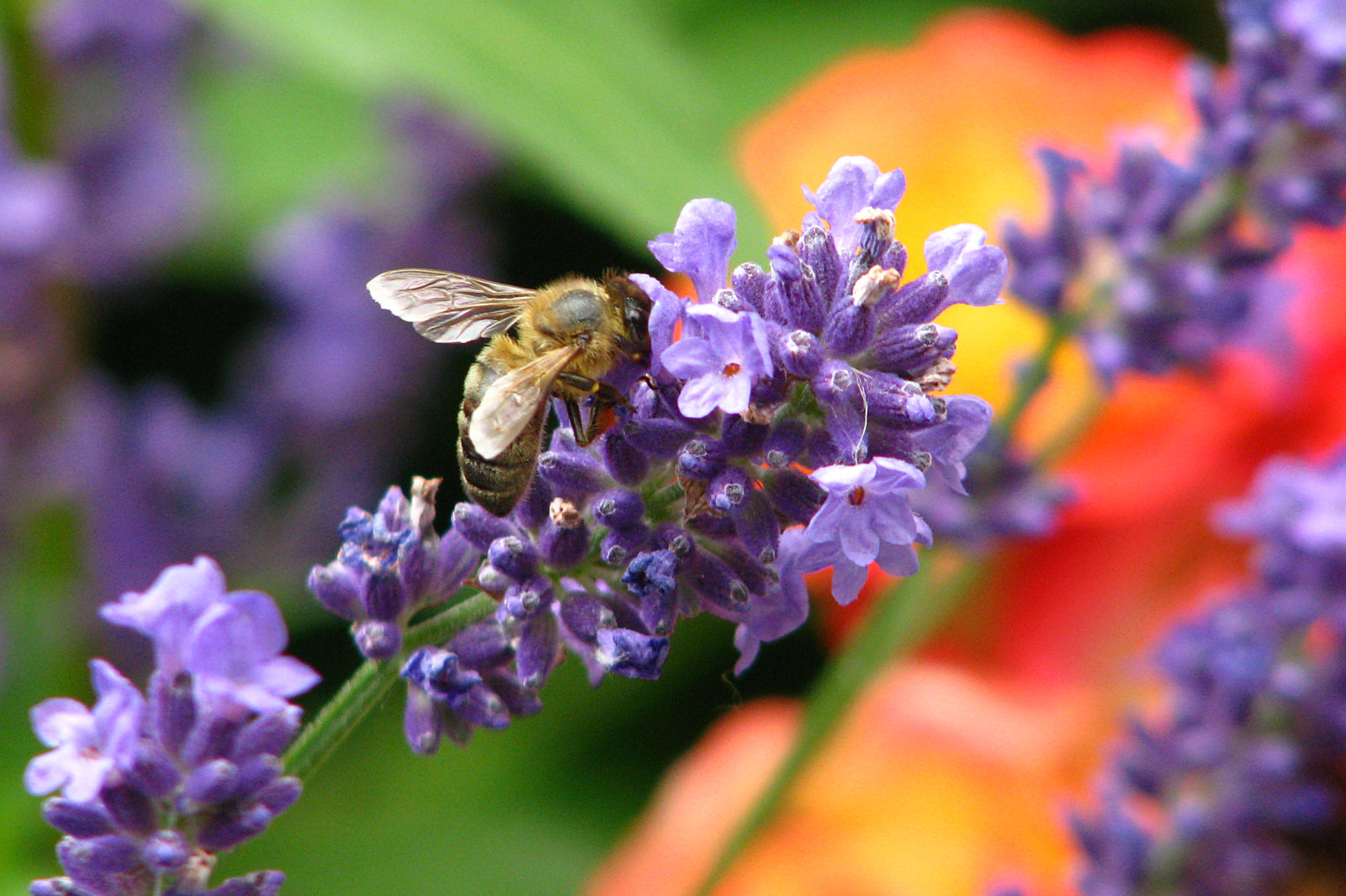 130704springflowers97.jpg