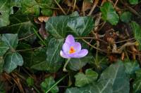 springflowers001-140203.jpg