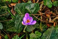 springflowers002-140203.jpg