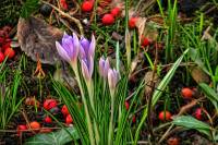 springflowers004-140203.jpg