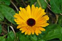 springflowers007-140204.jpg