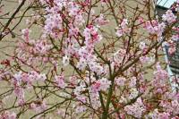 springflowers009-140211.jpg