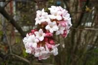 springflowers010-140211.jpg