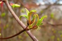 springflowers011-140211.jpg