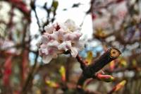 springflowers014-140211.jpg
