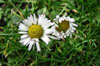 springflowers015-140211.jpg