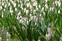 springflowers018-140221.jpg