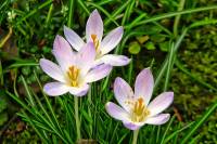 springflowers020-140224.jpg