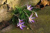springflowers022-140224.jpg