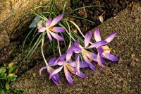 springflowers023-140224.jpg