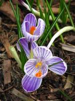 springflowers026-140224.jpg