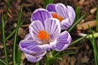 springflowers027-140224.jpg