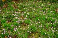 springflowers029-140224.jpg