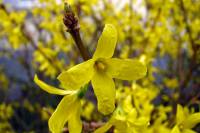 springflowers037-140305.jpg