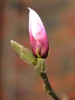 springflowers043-140310.jpg