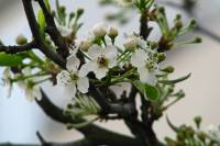 springflowers044-140310.jpg