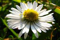 springflowers052-140311.jpg