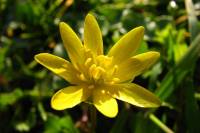 springflowers053-140311.jpg