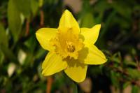 springflowers056-140314.jpg