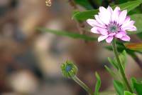 springflowers058-140314.jpg