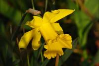 springflowers059-140314.jpg