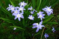 springflowers061-140314.jpg