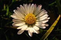 springflowers063-140314.jpg