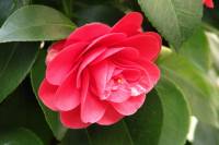 springflowers068-140314.jpg