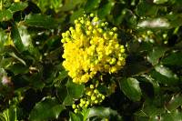springflowers071-140324.jpg