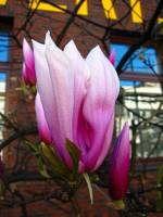 springflowers076-140324.jpg