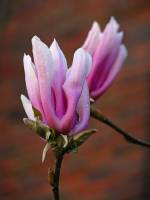 springflowers077-140324.jpg