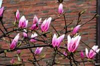 springflowers079-140324.jpg