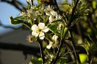 springflowers081-140324.jpg