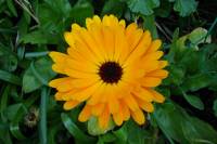 springflowers082-140325.jpg