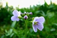 springflowers084-140325.jpg