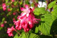 springflowers085-140325.jpg