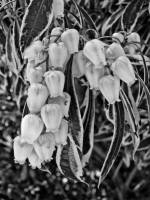 springflowers088-140325.jpg
