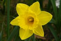 springflowers093-140331.jpg