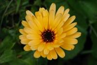 springflowers095-140401.jpg